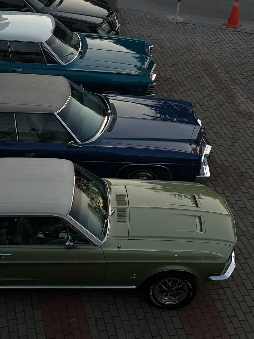Mustang ve dostları